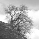 moody trees